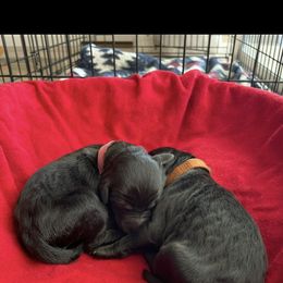 Goldendoodle Puppies from Stolt Southern Doodles