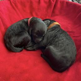 Goldendoodle Puppies from Stolt Southern Doodles
