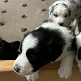 Border Collie Puppies from Roaring River Border Collies
