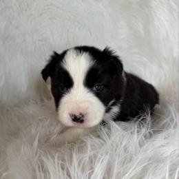 Sullivan - Black and white male Border Collie puppy in Lakeview, Michigan from Haven Creek Farm