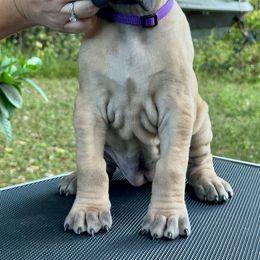 Bedlington Terrier and Great Dane Puppies from Cloud9 Bedlingtons and Argos Danes