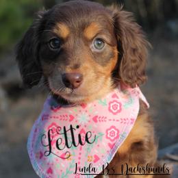 Lettie - Chocolate and tan female Dachshund puppy in Big Sandy, Texas from Linda B’s Dachshunds