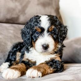 Oregon - Tri-color male Bernedoodle puppy in Hudson, Indiana from TurkeyCreek-K9