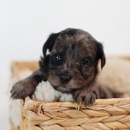 Arrow - Merle male Goldendoodle puppy in Pleasant Grove, Utah from Canterbury Canines