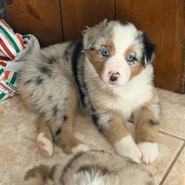 Kona - Blue merle male Miniature Australian Shepherd puppy in Apache Junction, Arizona from Circle T Mini Aussies