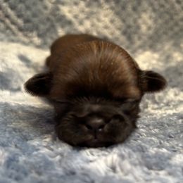 Red - Red female Shih Tzu puppy in Sharon, Pennsylvania from Keystone Danes and Shih tzus