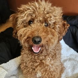 Lila - Goldendoodle