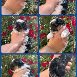 Blue - Black tan and white male Biewer Terrier puppy in Temecula, California from Biewer Puppies USA