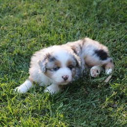 Flint - Blue merle male Miniature Australian Shepherd puppy in Philpot, Kentucky from MarLoWin Aussies
