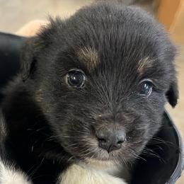 Girl 2 - Black tri-color female Australian Shepherd puppy in Welda, Kansas from McDaniel Aussies of Kansas LLC