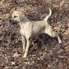 Rosie - Black Mouth Cur