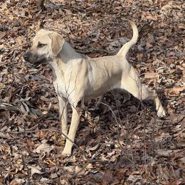 Rosie - Black Mouth Cur