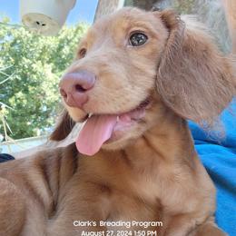 Dachshund Puppies from CLARK'S BREEDING PROGRAM