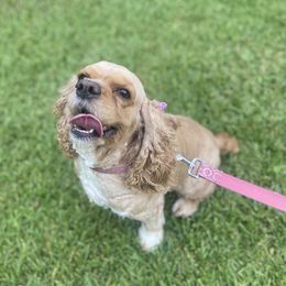 Cocker Spaniel All Grown Up from Trulove Cocker Spaniels