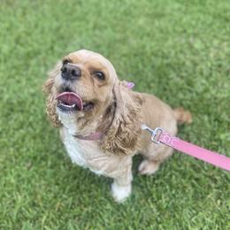Cocker Spaniel All Grown Up from Trulove Cocker Spaniels