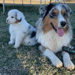 Australian Shepherd Puppies from South Ridge Aussies