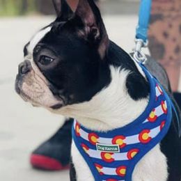 Boston Terriers and French Bulldogs from LEB