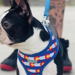 Boston Terriers and French Bulldogs from LEB
