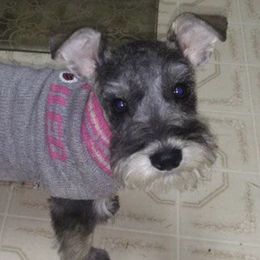 Miniature Schnauzers from Kathy Dunaway