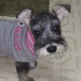 Miniature Schnauzers from Kathy Dunaway