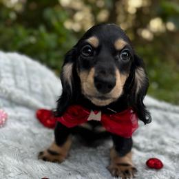 Lucius - Black and cream male Dachshund puppy in Auburndale, Florida from Doxster Dachshunds
