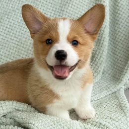 Pembroke Welsh Corgi Puppies from Wiggle B Ranch Corgis