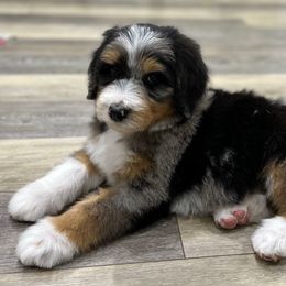 Bernedoodle puppies from Little Fur Friends Bernedoodles