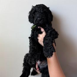 Green Boy - Black male Goldendoodle puppy in Carthage, Tennessee from Willows Doodles