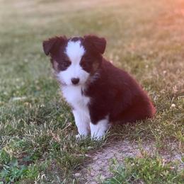 Toy Australian Shepherd Puppies from Kickapoo Creek Aussies