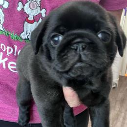 Boy 2 - Black male Pug puppy in Checotah, Oklahoma from Baxter Family Pugs