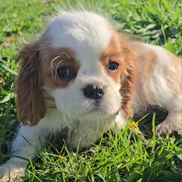 Eddie - Blenheim Cavalier King Charles Spaniel puppy in Prophetstown, Illinois from AlKemy Pure Bred