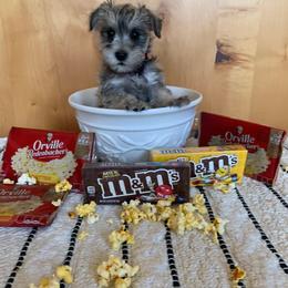Miniature Schnauzer Puppies from Schnauzers on Robinson Lane