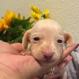 Sage - Cream female Dachshund puppy in Moreno Valley, California from Purpleheart_doxiess