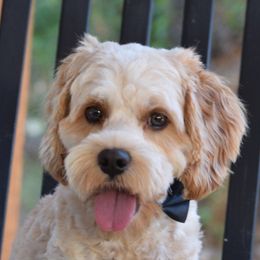Sunny - Cockapoo