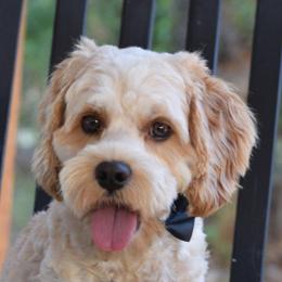 Sunny - Cockapoo