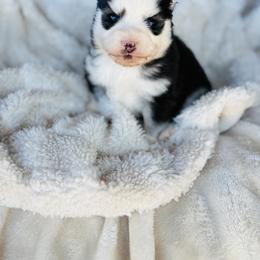 Steven - Black and white male Pomsky puppy in Yavapai County, Arizona from Pawsh Pomskies
