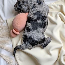 Cockapoo puppies from Sis' Doodles & Poodles