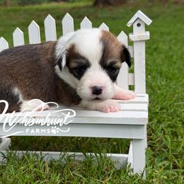 Fluffy Sable - Sable female Pembroke Welsh Corgi puppy in Nashville, Arkansas from Whisenhunt Farms