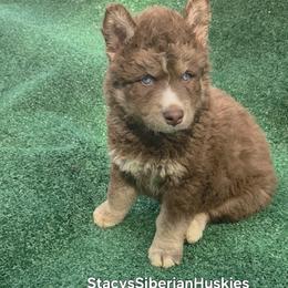 Ned - Red and white male Siberian Husky puppy in Savannah, Georgia from Stacy's Siberian Huskies