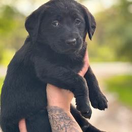 Girl 2 - female Companion Cross puppy in Montrose, Michigan from Spraggins Sweet Acres