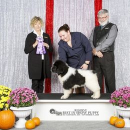 Newfoundlands from Enchanted Newfoundlands