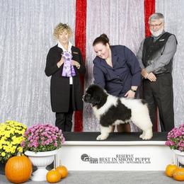 Newfoundlands from Enchanted Newfoundlands