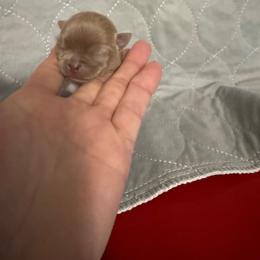 Jupiter - Silver female Chihuahua puppy in Dime Box, Texas from Color Me Crazy Chihuahuas