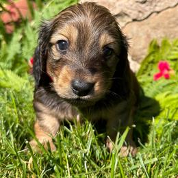 Boggle - Red male Dachshund puppy in Michigan from Hidden Haven Dachshunds