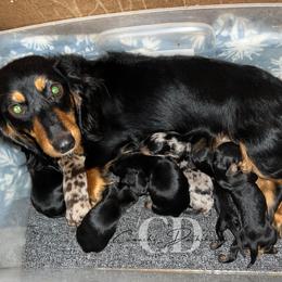 Dachshund Puppies from Camacho_Dachshunds