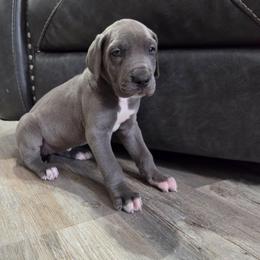 Willow - Blue female Great Dane puppy in Kannapolis, North Carolina from Carolina Great Danes & Toy Poodles