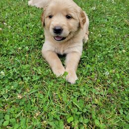 Golden Retriever Puppies from JK Goldens
