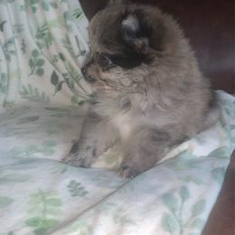 Boy 1 - Blue merle male Pomeranian puppy in Gotha, Florida from Jazzi’s Poms