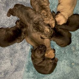 Dark brindle girl - Tiger female Perro de Presa Canario puppy in Leitchfield, Kentucky from Rey Gladiador Presa Canario