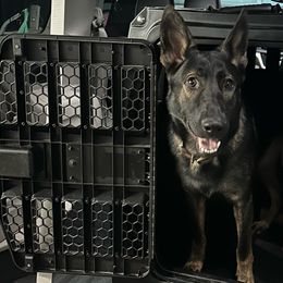 German Shepherds from Czech Haven GSD Kennel